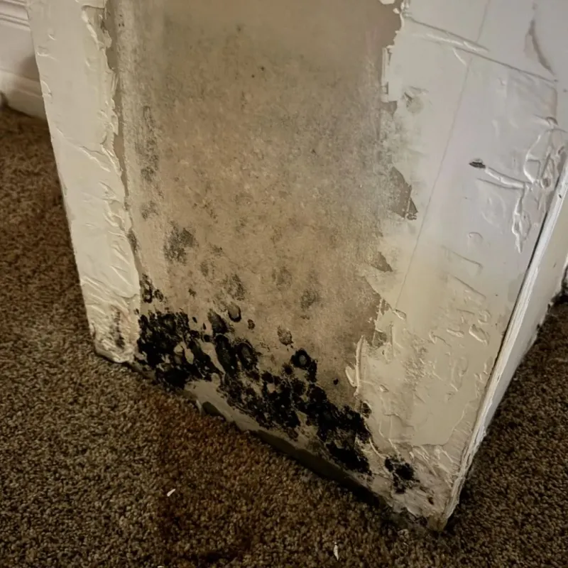 Professional Mold Removal in Belfast, PA